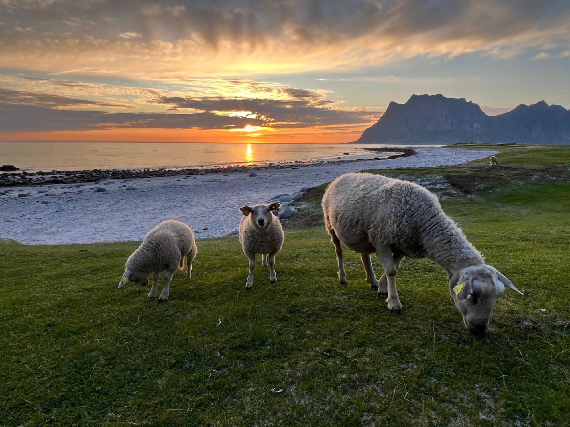 Fisherman'S Cabin, Lofoten - 24 Bardbua Ballstad Luaran gambar